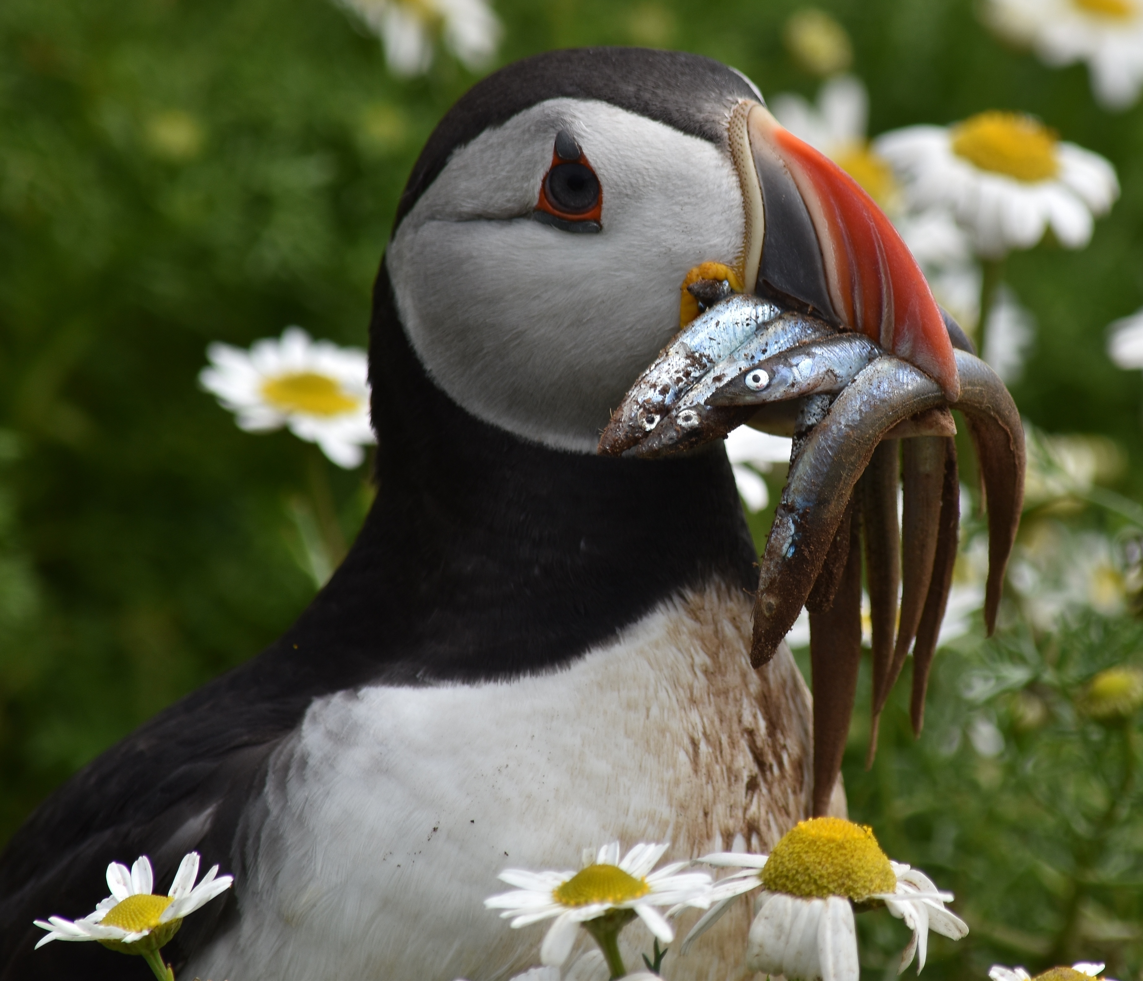 A puffin with food in its mouth. Picture by Melaine Felton