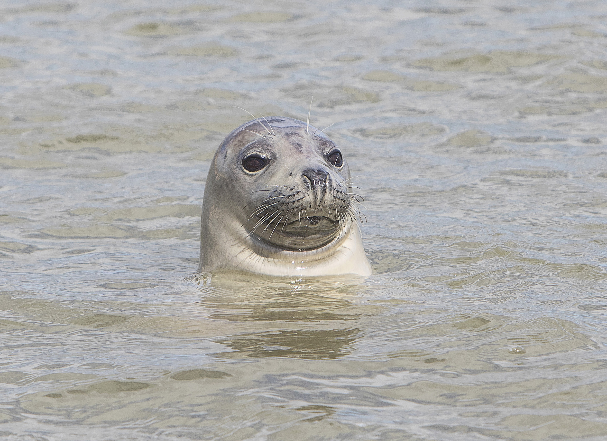 A young grey seal was found dead at the Nigg Bay site in September