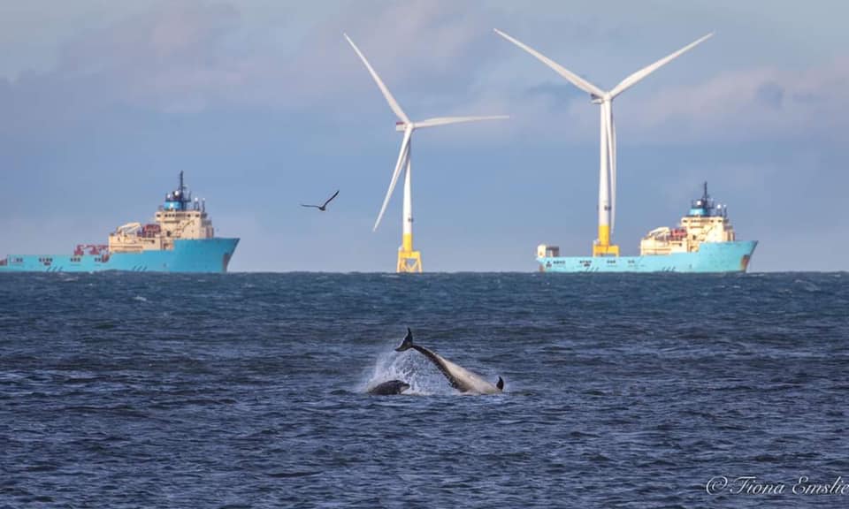 Dolphins at Aberdeen Bay. Pic by Fiona Emslie.