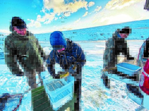 The largest ever North Atlantic egg-planting scheme is taking place in north-east Iceland.