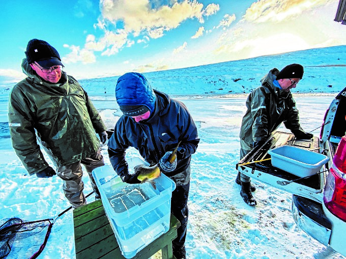 The largest ever North Atlantic egg-planting scheme is taking place in north-east Iceland.