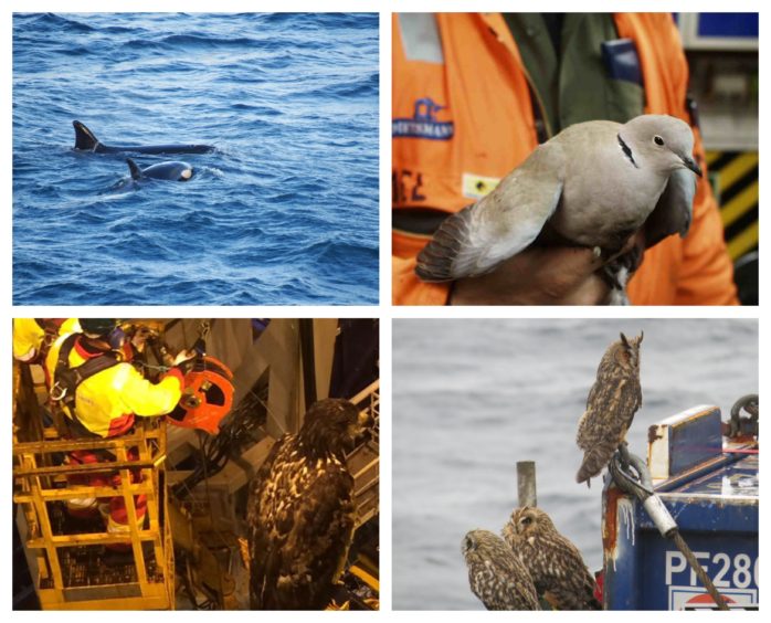 The North Sea Bird Club is being wound down after more than 40 years. More than 150,000 sightings have been recorded of birds, bats, insects and marine mammal on North Sea platforms.