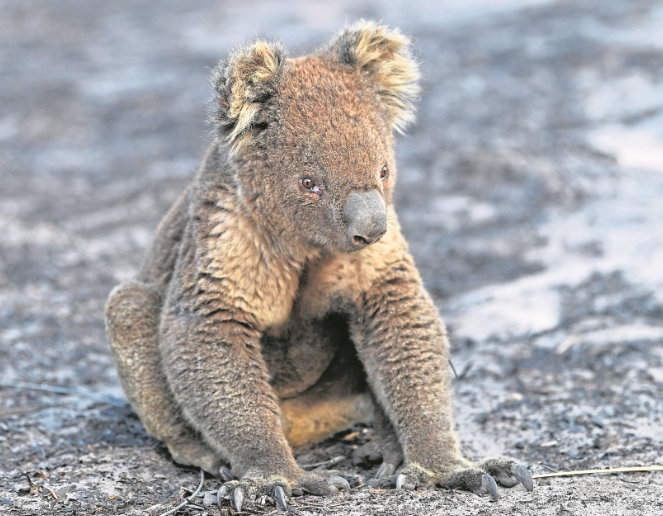 Bushfires have devastated Australia and its wildlife – while its government has come under fire over its policies