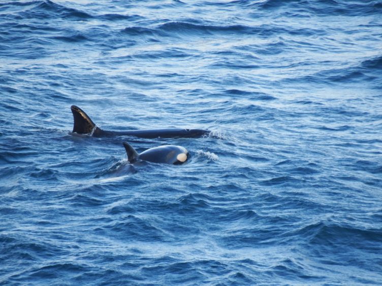 A group of Killer Whales at the Tartan Alpha in January 2019