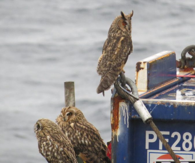 A group of long-ear and short-eared owls spotted in 2015