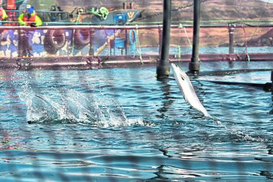 Jumping fish on a salmon farm.
Credit: The Scottish Salmon Producers' Organisation