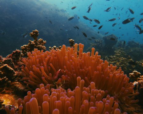 Subsea UK has teamed up with one of the world’s leading non-profit ocean protection organisations to promote and support initiatives to prevent pollution of our oceans.
