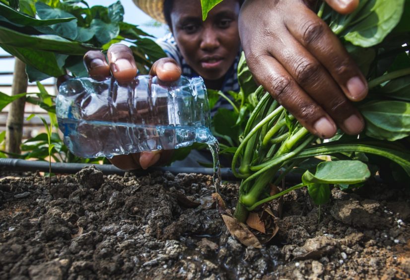 Man waters plant with plastic bottle