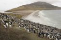 A colony of Rock Hopper penguins covers a hillside on Saunders Island, Falkland Islands. Photographer: Peter Macdiarmid/Getty Images Europe