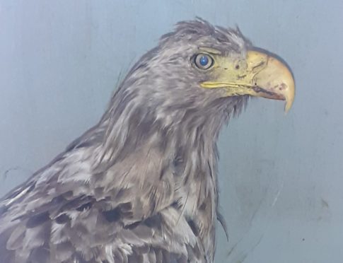 Sea eagle was saved by the Scottish SPCA on Isle of Lewis.