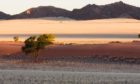 Desert scape with scrubby bushes