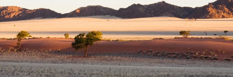 Desert scape with scrubby bushes