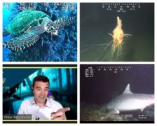 ‘Sharks and spaghetti monsters’: Questions linger on decommissioning impact to marine environment