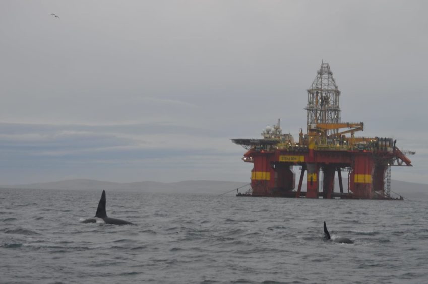 A pod of orcas near the Stena Don rig in Scapa Flow, Orkney. Supplied by Robbie Stanger Date; 18/12/2020