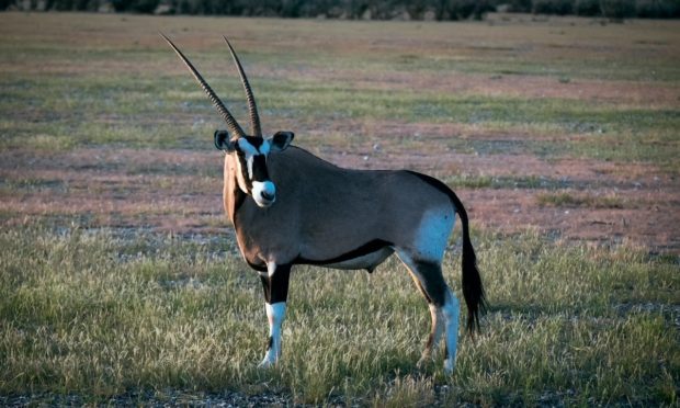 Namibian wildlife stands in grasslands