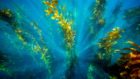 Deep Down. Underwater image of kelp off the shores of Catalina Island.