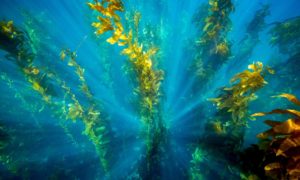 Deep Down. Underwater image of kelp off the shores of Catalina Island.