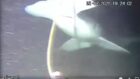 diver hammerhead shark