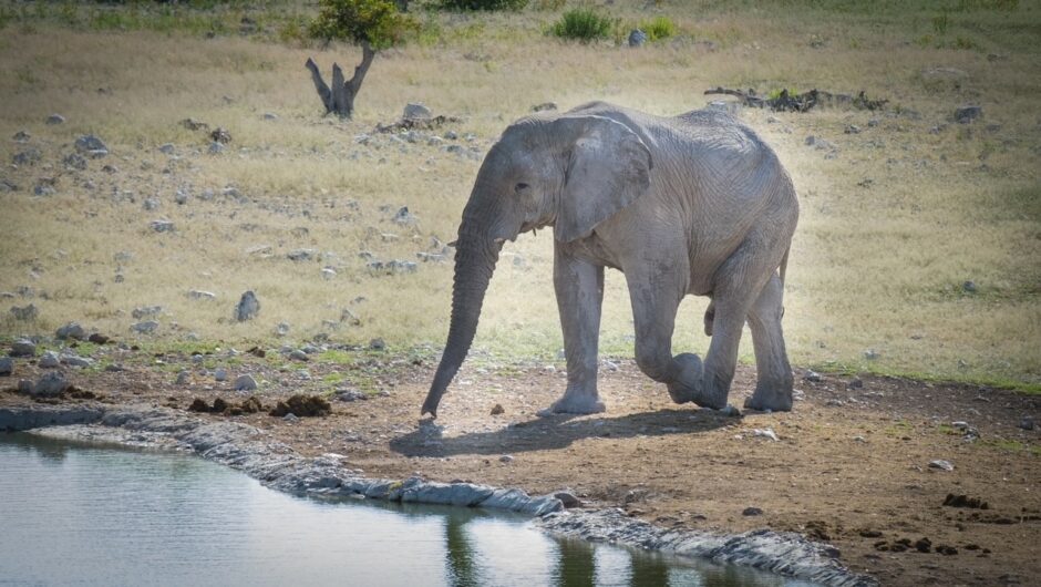 An elephant walks towards a watering hole