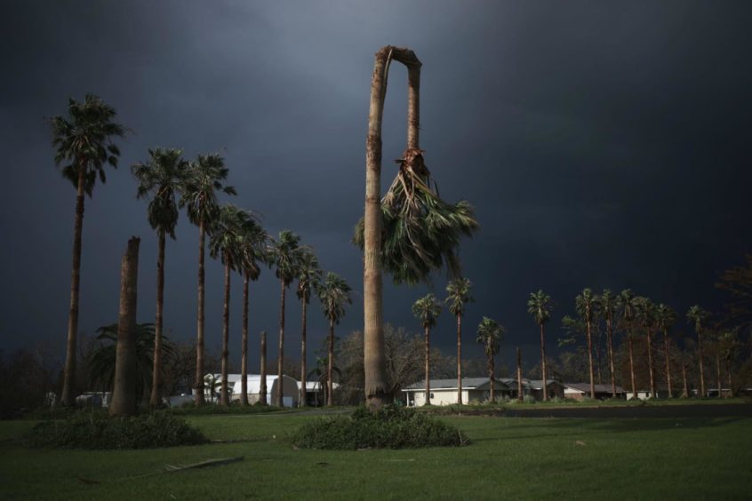 A palm tree damaged by Hurricane Ida in Galliano, Louisiana, U.S., on Tuesday, Aug. 31, 2021. Photographer: Luke Sharrett/Bloomberg