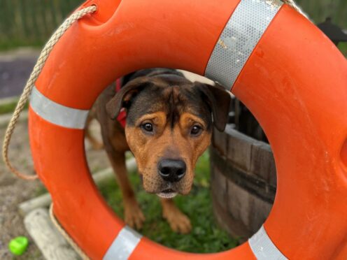 offshore life rings dogs