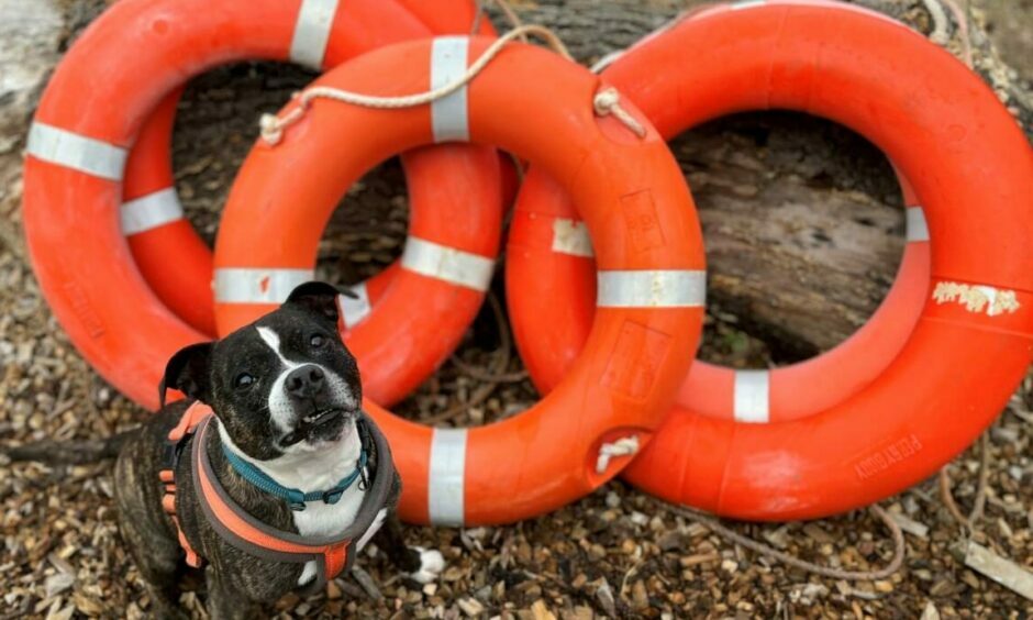 offshore life rings dogs