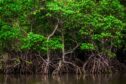 Bright green mangrove trees with trunks reflected in the water