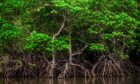 Bright green mangrove trees with trunks reflected in the water