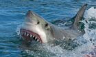 Shell jaws