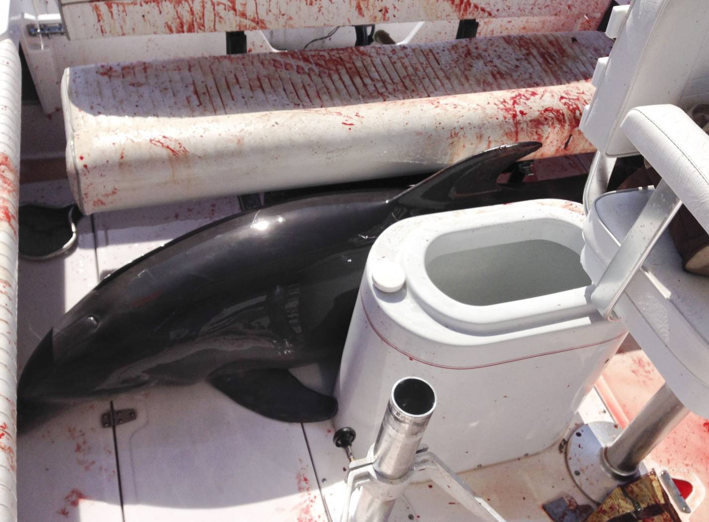 This June 21, 2015, photo provided by Dirk Frickman shows a dolphin that leaped onto his boat and crashed into his wife, Chrissie Frickman, breaking both her ankles near Dana Point, California