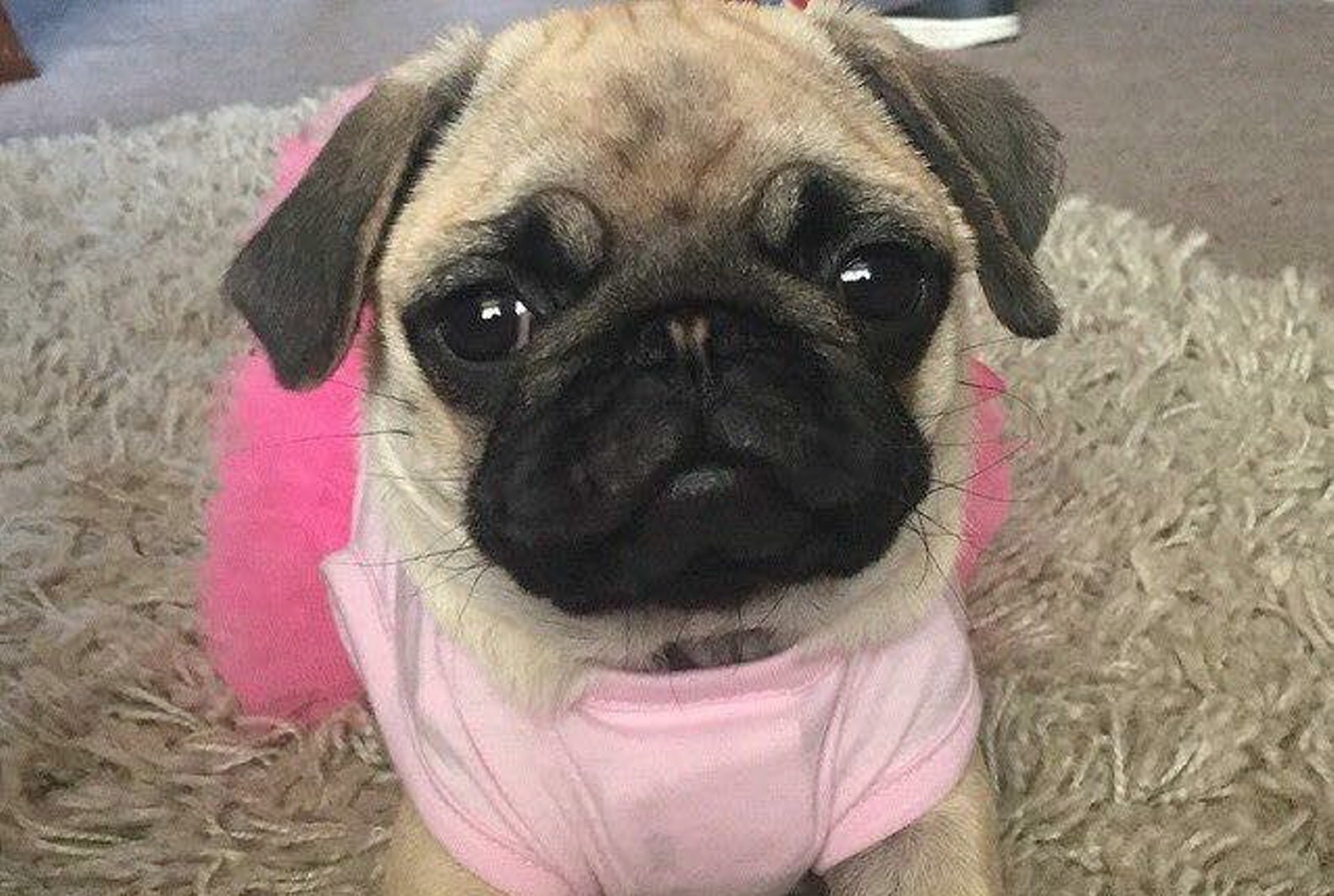 Pug puppy attacked by snake at North-east beauty spot - Evening Express