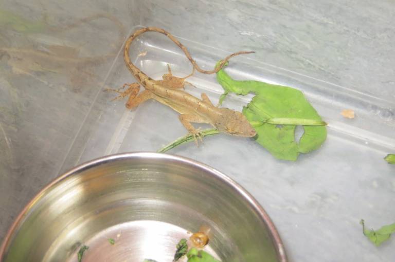 The lizard is currently being cared for at the Scottish SPCA's rescue and rehoming centre in Drumoak.