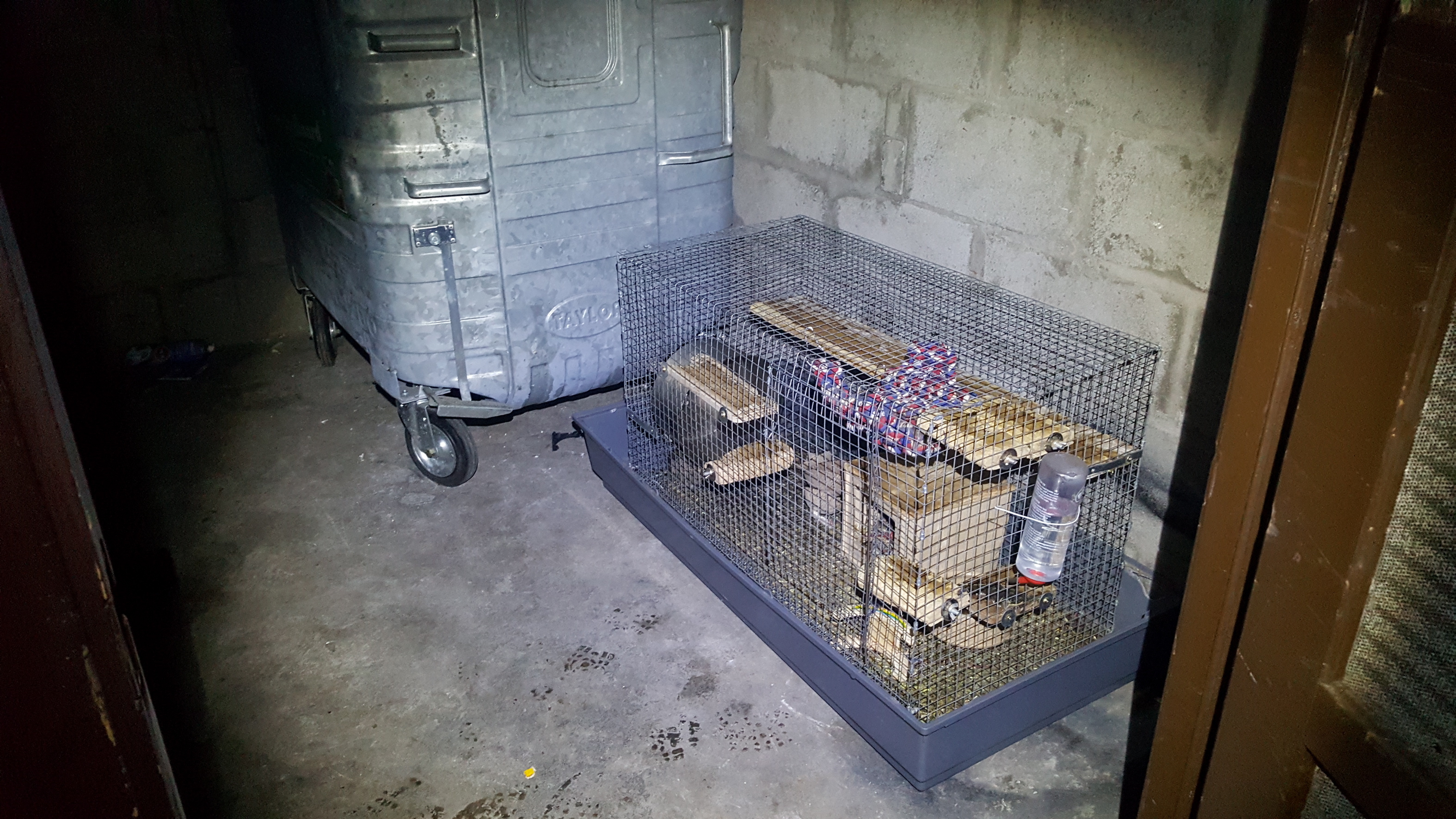 Three degus abandoned in cage in Aberdeen bin shed Evening Express