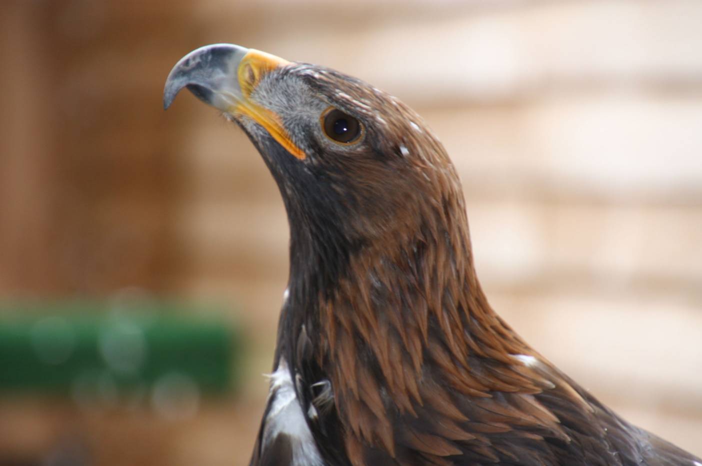 The golden eagle which was kept in a rubbish-strewn kitchen in a flat in Pembroke, West Wales.