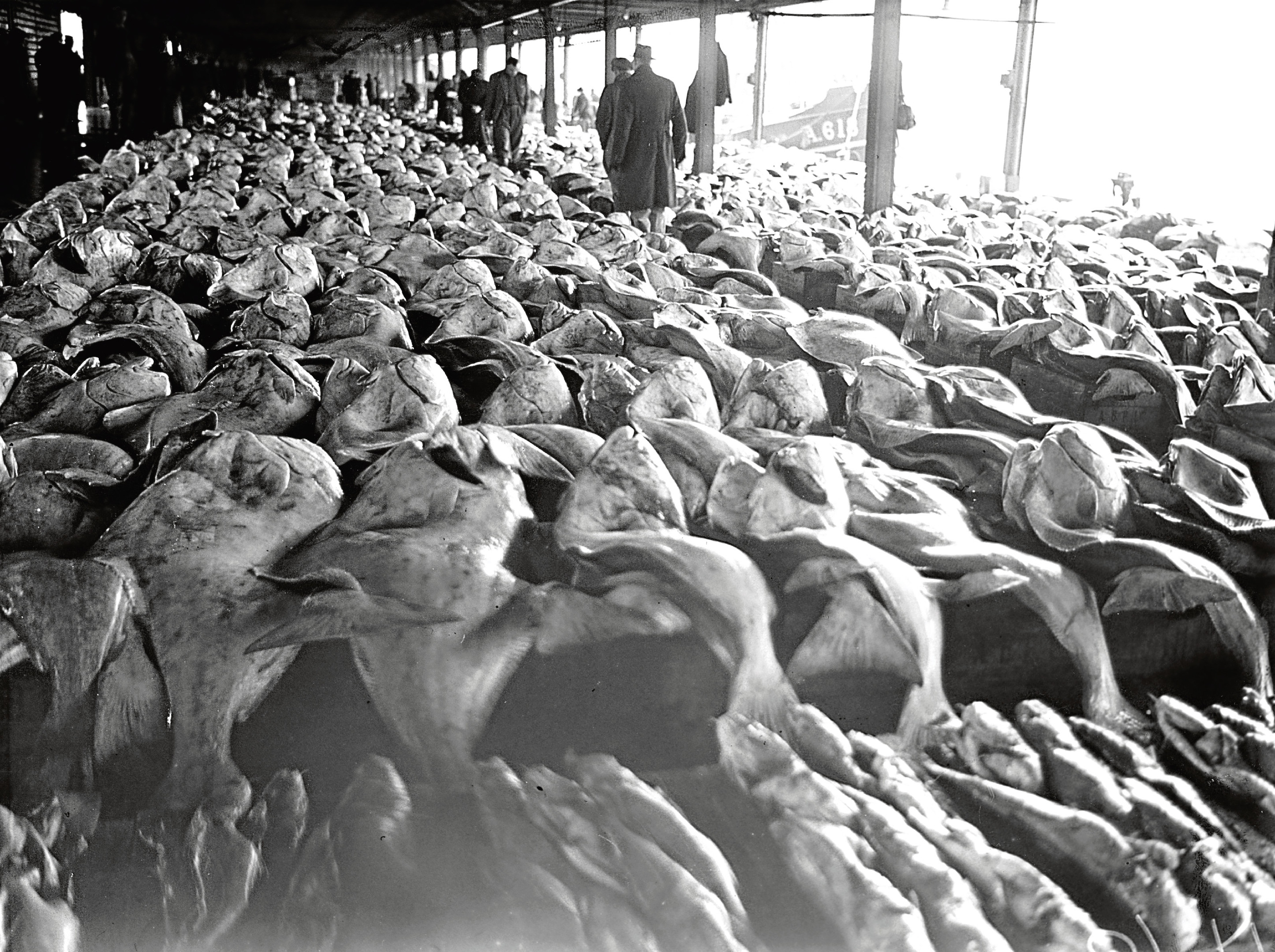 In Pictures Aberdeen Fish Market Evening Express
