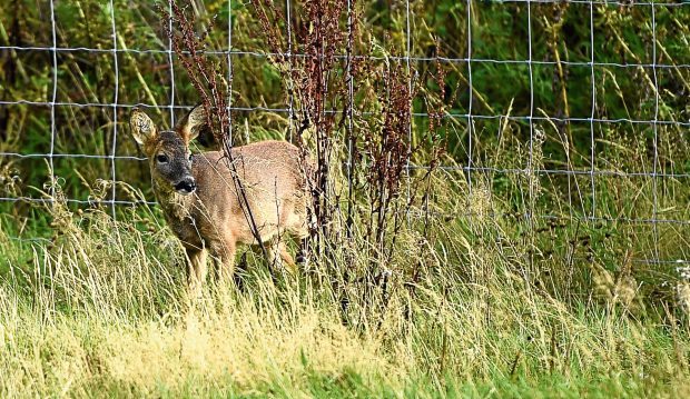 A blind and deaf deer taken in by The New Arc, Ellon