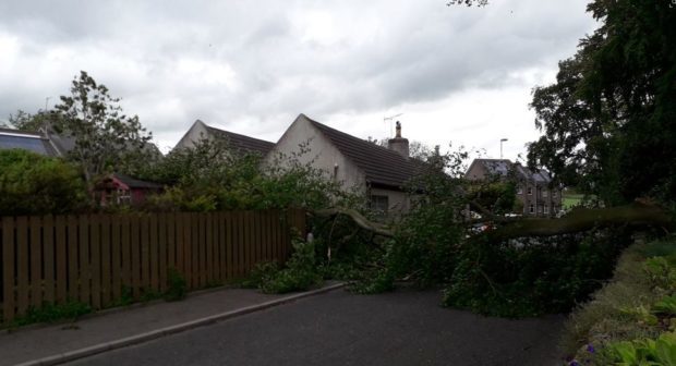 The fallen tree in Kirkton of Skene
