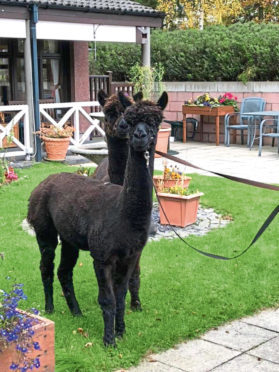 The alpacas
