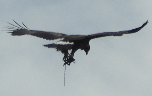 A tourist raised concerns for the eagle's welfare after spotting it flying in Crathie, Deeside on Thursday