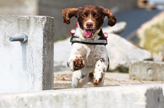 Diesel, the Fire Service's search and rescue dog
