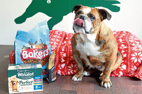 Winnie the bulldog with an emergency food parcel