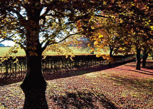 Landowners across Aberdeenshire are being encouraged to inspect trees
