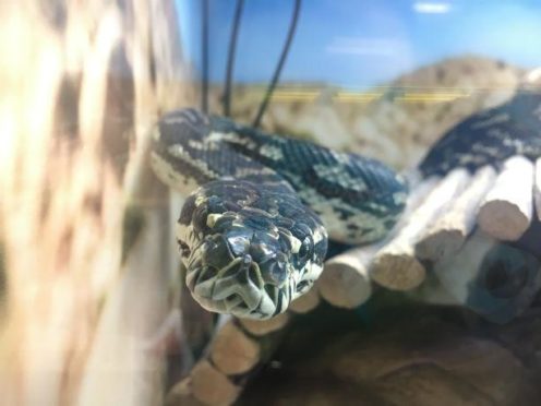 Callahan is looking for a new home