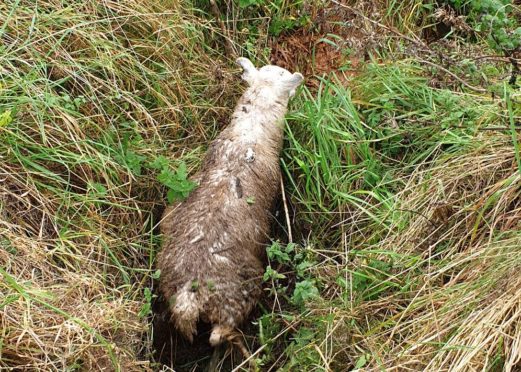 In the image shared on Twitter, the animal can be seen covered in mud and water in a ditch