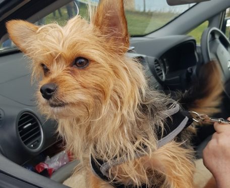 Billy was rescued today