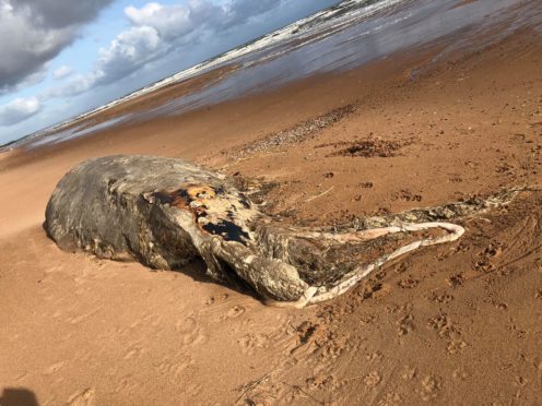 The carcass was found by a dog walker on the beach at Blackdog. Picture: Jill Runcie