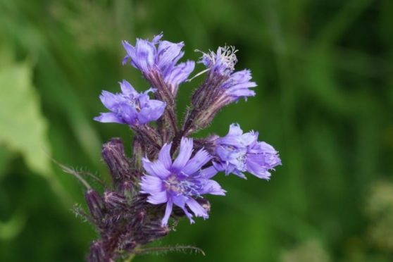 The alpine blue-sow thistle