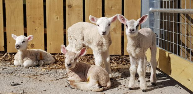 Wynford Farm Park is now open to the public