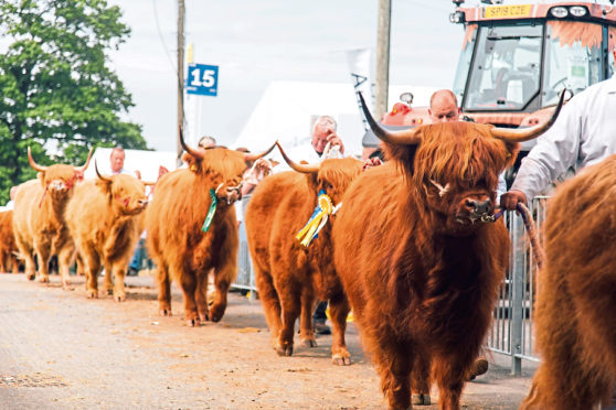 The Highland Cattle is one of the 11 classes of cow being judged in the event.