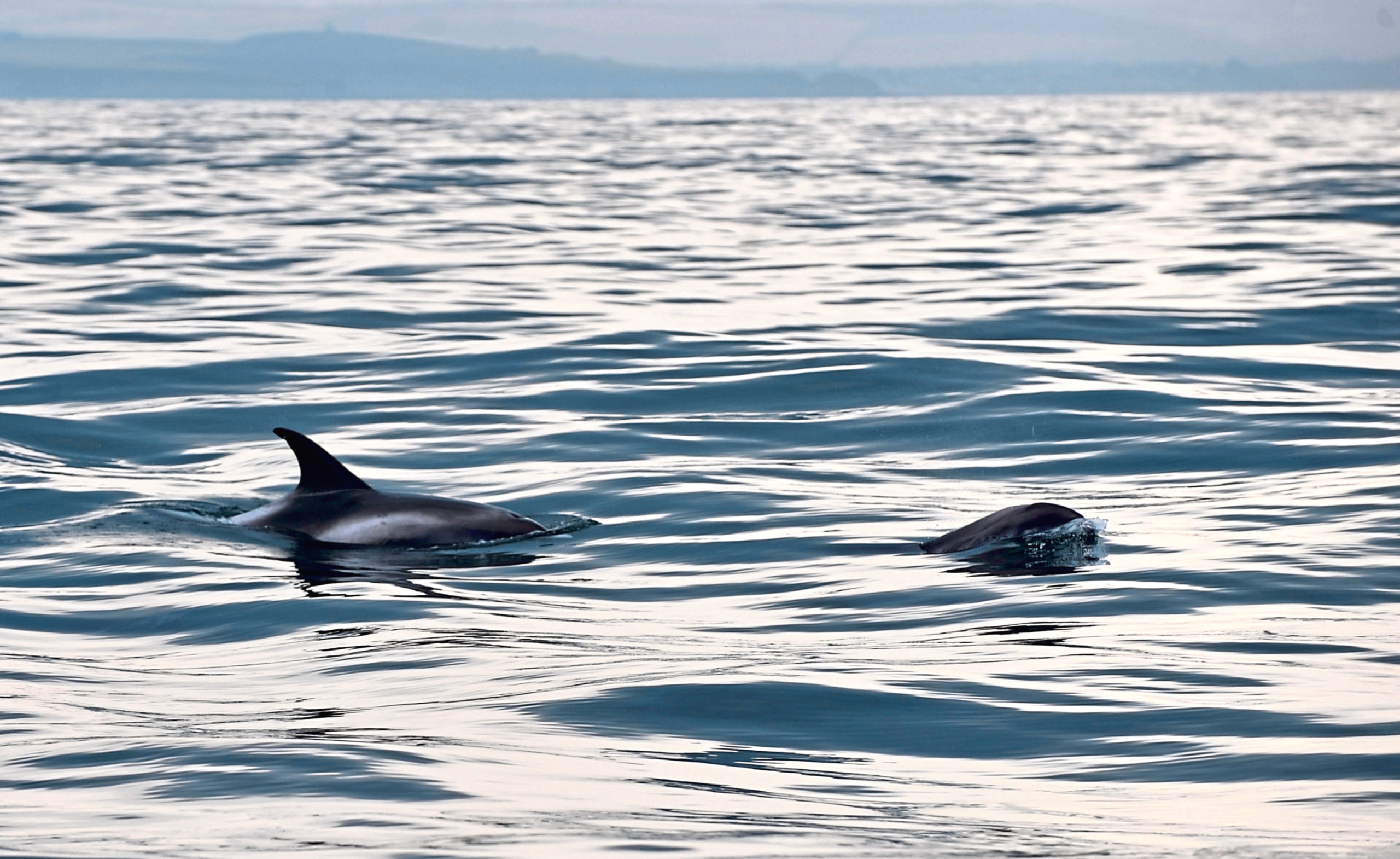 Humans disturbing whales and dolphins may stop them eating enough to keep calves alive, say researchers - Vimarsana News